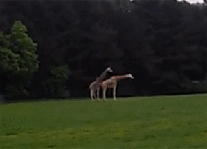 1370020740_307478197.gif
