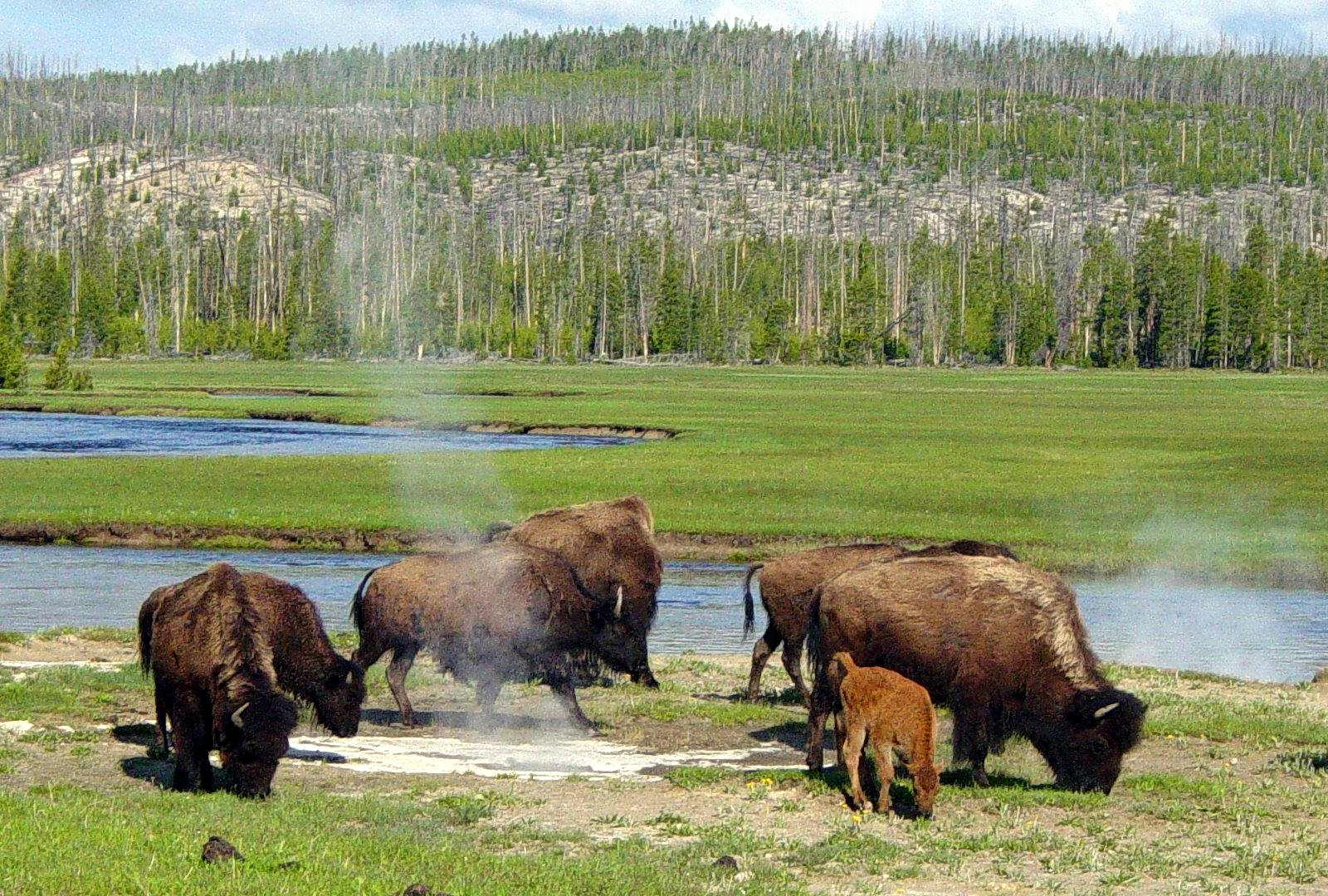 Bison_near_a_hot_spring_in_Yellowstone.J
