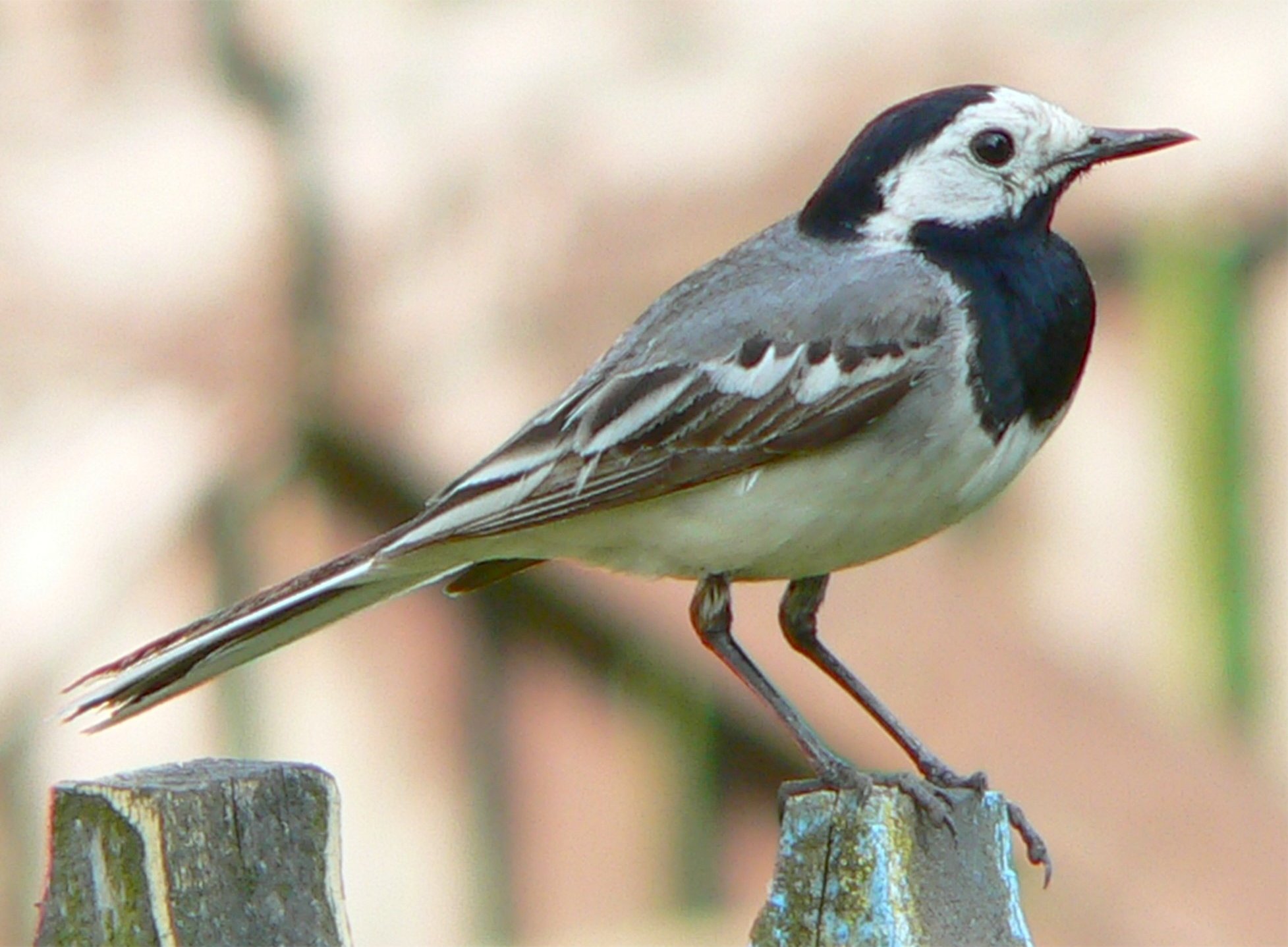 Motacilla_alba_alba_cropped.JPG